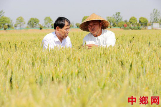 安徽阜阳：小麦丰收在望