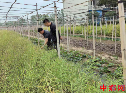 安徽怀远兰桥：油菜地里套丝瓜  一田两用顶呱呱