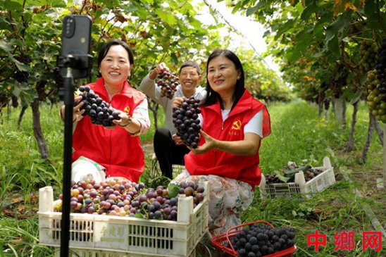 <b>葡萄飘香 直播助农</b>