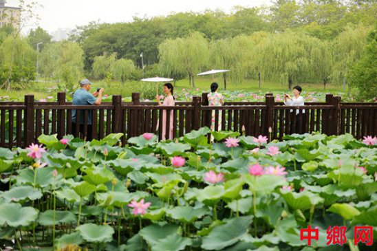 <b>荷花开 迎客来</b>