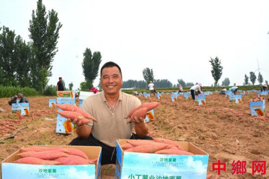 河南内黄3万亩蜜薯预计产量破亿斤