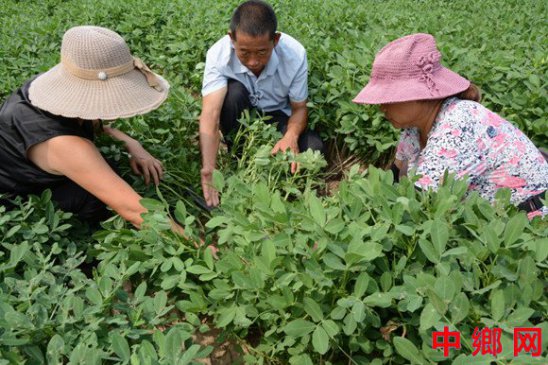 科技赋能河南内黄32万亩花生丰收在望