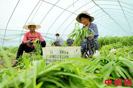 新鲜蔬菜促农增收