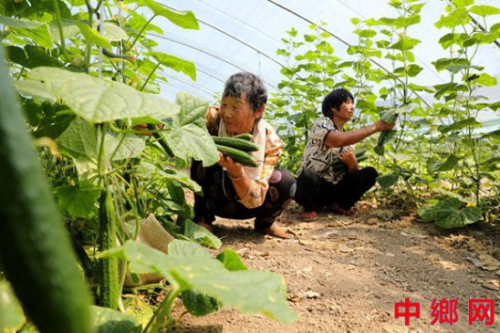 蔬果飘香助农增收