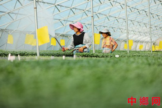 蔬菜育苗 促农增收