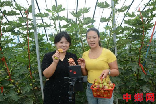 河南内黄破车村无花果喜迎丰收 直播带货“云”