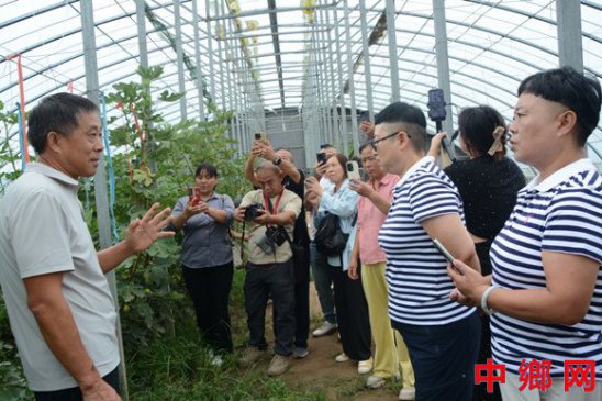 “一村一品”结硕果 河南内黄县破车村无花果产