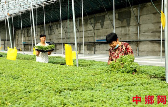 育苗产业助增收