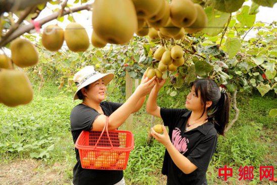<b>安徽阜阳：农旅融合 助农增收</b>