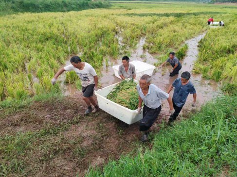 资阳乐至：千亩稻虾田的“共富之镰”