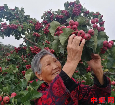 <b>山西绛县：山楂喜获丰收</b>