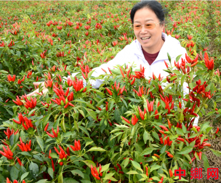 <b>“辣妹子”张菊梅：一粒红椒映初心，万亩椒田富农家</b>