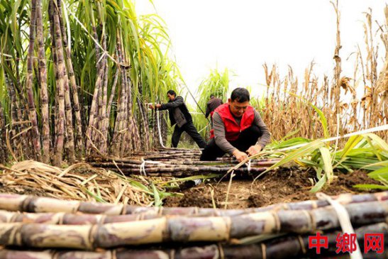 安徽阜阳：特色产业 助农增收