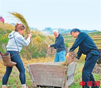 广西龙胜：外国游客体验打谷子