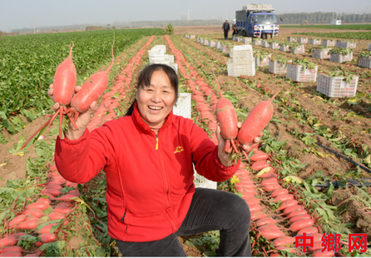 河南：内黄直播达人助农让“萝卜”俏销搭上电