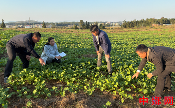 农技专家“把脉开方” 湖南宁远9.2万亩油菜穿上“防护服”
