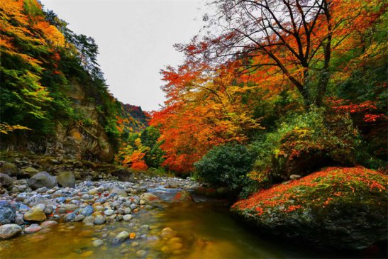 唐家河红叶引客来 广元青川阴平村民宿经济火爆