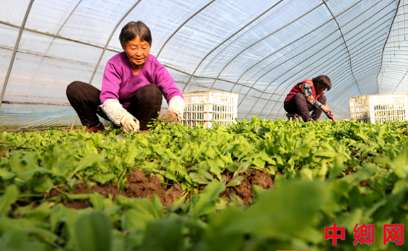 安徽阜阳：采收蔬菜