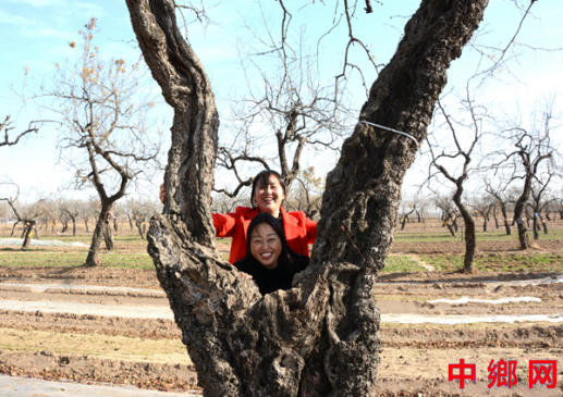 虬枝映笑颜：一对游客与河南内黄县千年古枣树的初冬邂逅