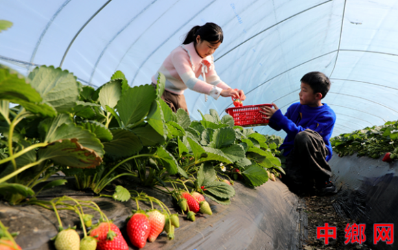 安徽阜阳：采摘草莓