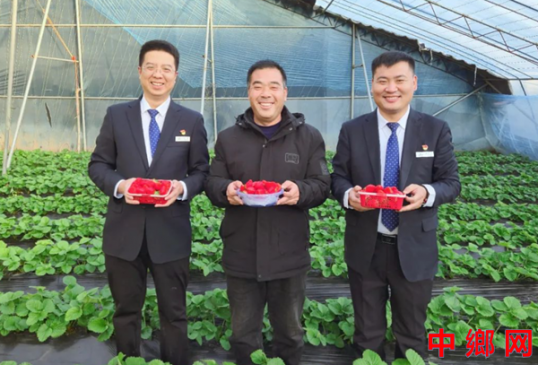 银行搬到草莓大棚  金融赋能“莓”好生活