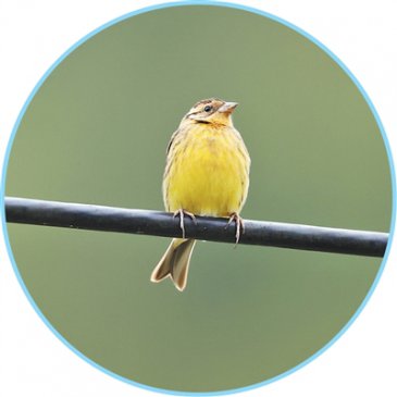 公安机关侦破一起特大危害珍贵、濒危野生动物案