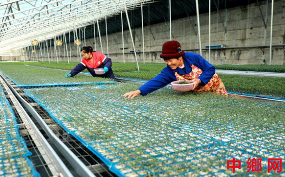 <b>育菜苗助春播</b>