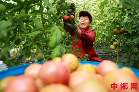 <b>采收鲜食番茄</b>