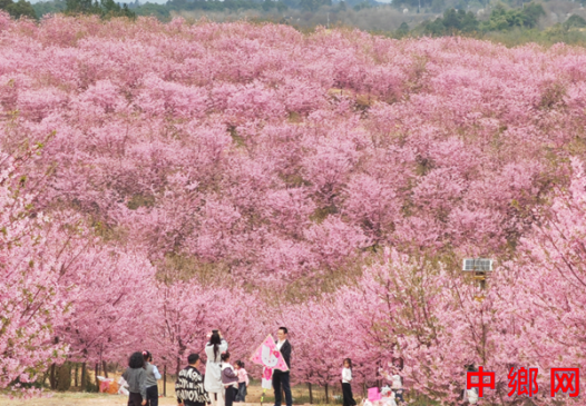 <b>四川成都彭州：樱漫谭家场 春醉丽春间</b>