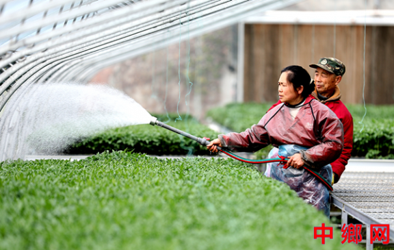 安徽阜阳：忙育苗 助春播