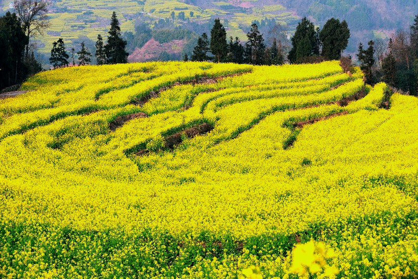 油菜花海。受访者供图