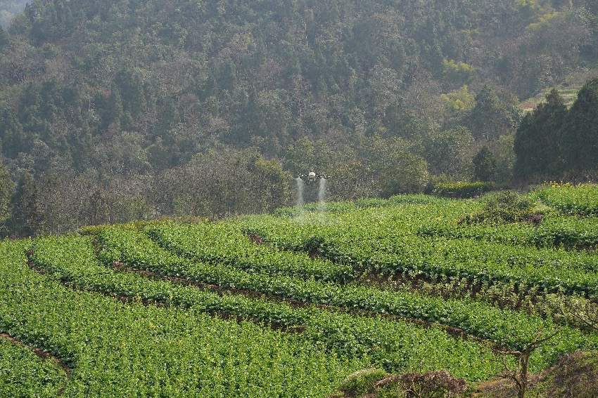 油菜花初花期打药。受访者供图