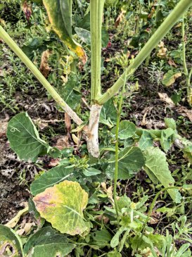 花海深处的“科技经”：油菜花期这样打药！