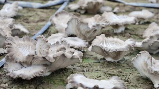 盐碱地种出“致富菇” 特色种植助力乡村振兴