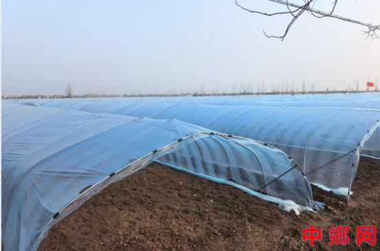 安徽怀远兰桥镇：大棚套小棚  瓜苗喜煞人