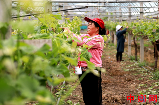 谷雨将至农事忙