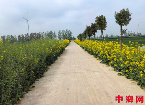 安徽怀远兰桥镇：村头路边菜花黄 农民食油满口