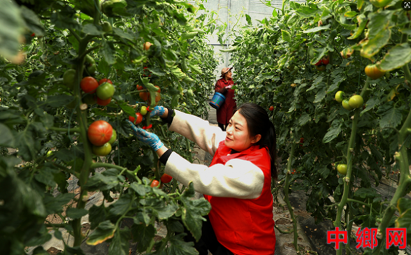 番茄丰收 党员助力