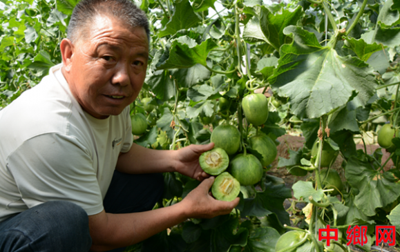 河南内黄：新品种“金蜜12和616”亮相，科技赋能