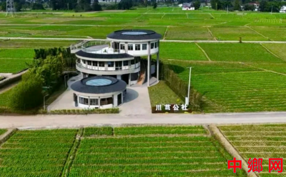 四川：彭州市敖平镇侧耳根、川芎茶香飘出海