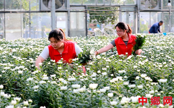安徽阜阳：大棚开出致富花